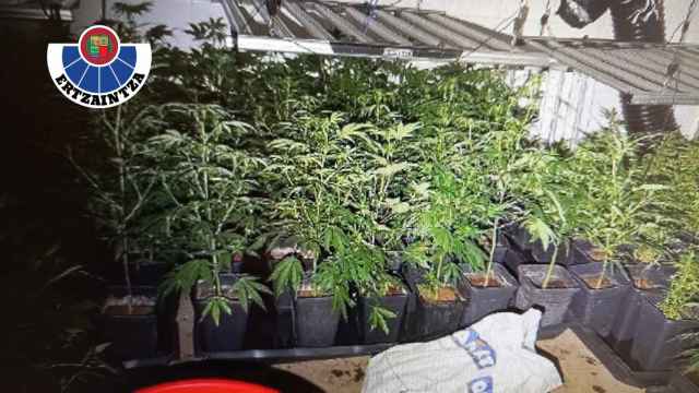 Plantas de marihuana localizadas en Bilbao / EP