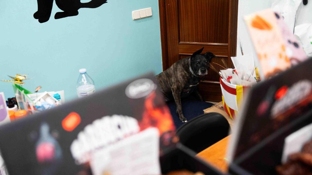 La clínica veterinaria de Ruth Fargas, en Sant Adrià